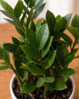 Zamioculcas (ZZ Plant)