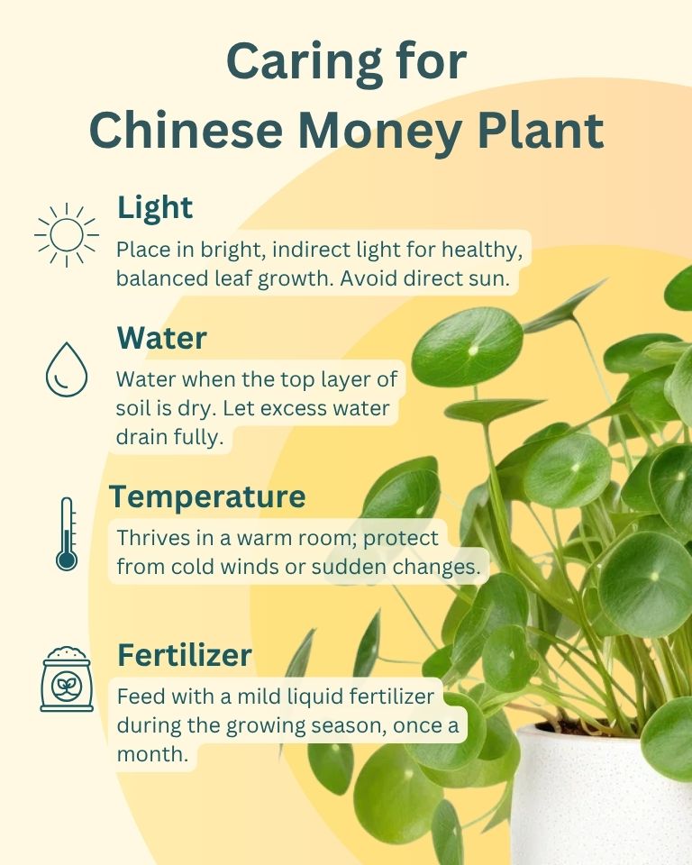 Chinese Money Plant in White Plastic Pot