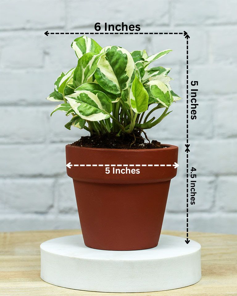 N’Joy Money Plant in Terracotta Planter – Sustainable Plant for Corporate Gifting