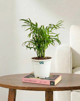 Chamaedorea Palm