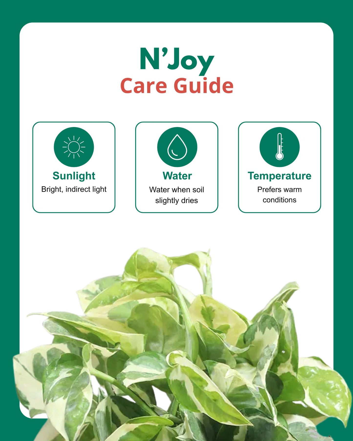 N’Joy Money Plant in Hanging Basket
