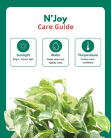 N’Joy Money Plant in Hanging Basket