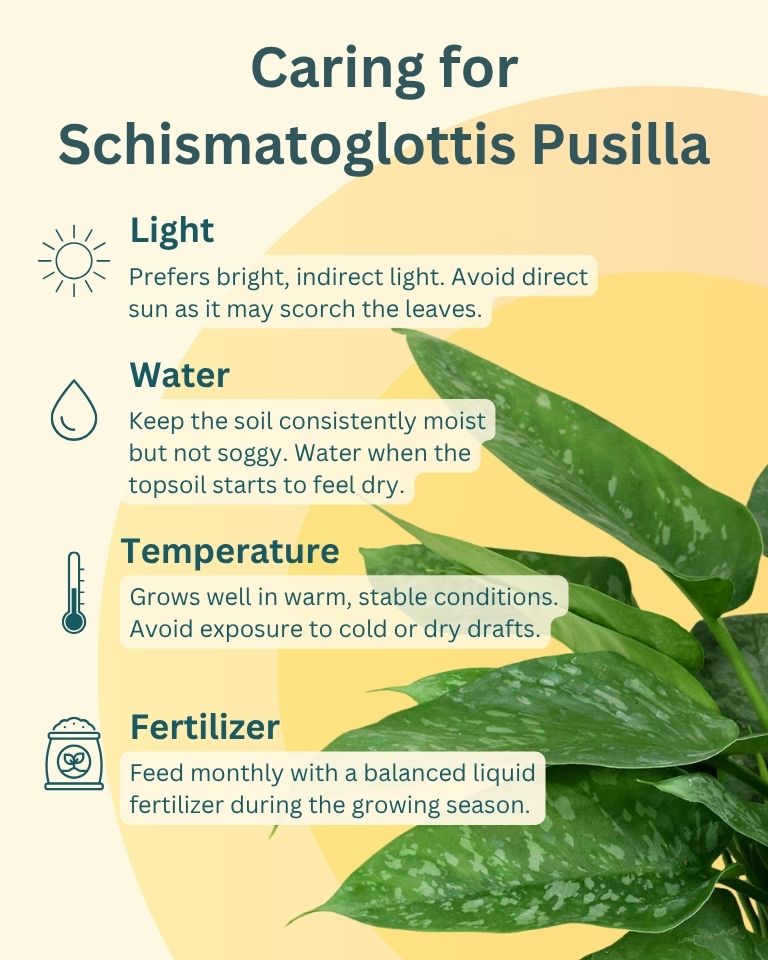 Schismatoglottis pusilla in white plastic pot