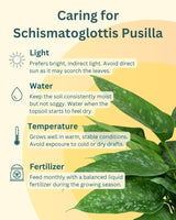 Schismatoglottis pusilla in white plastic pot