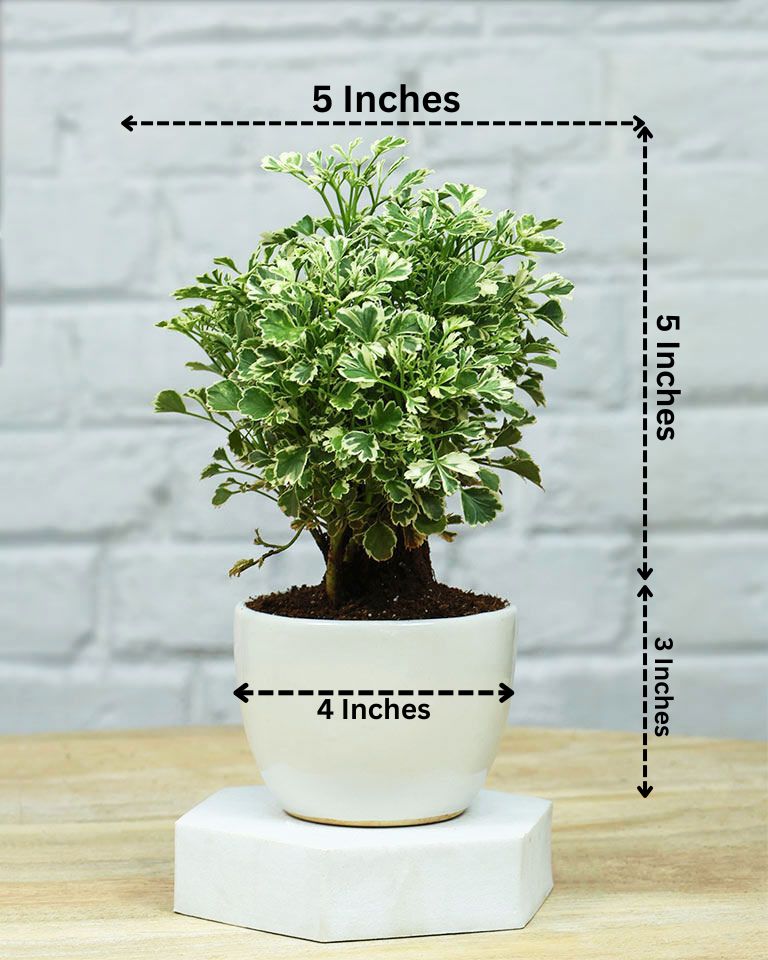 Aralia Variegated in Glossy White Ceramic Pot – Sophisticated Plant for Corporate Gifting