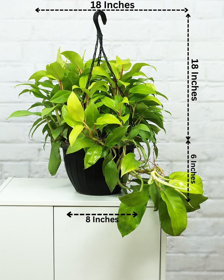 Philodendron Ceylon Golden in Durable Hanging Basket