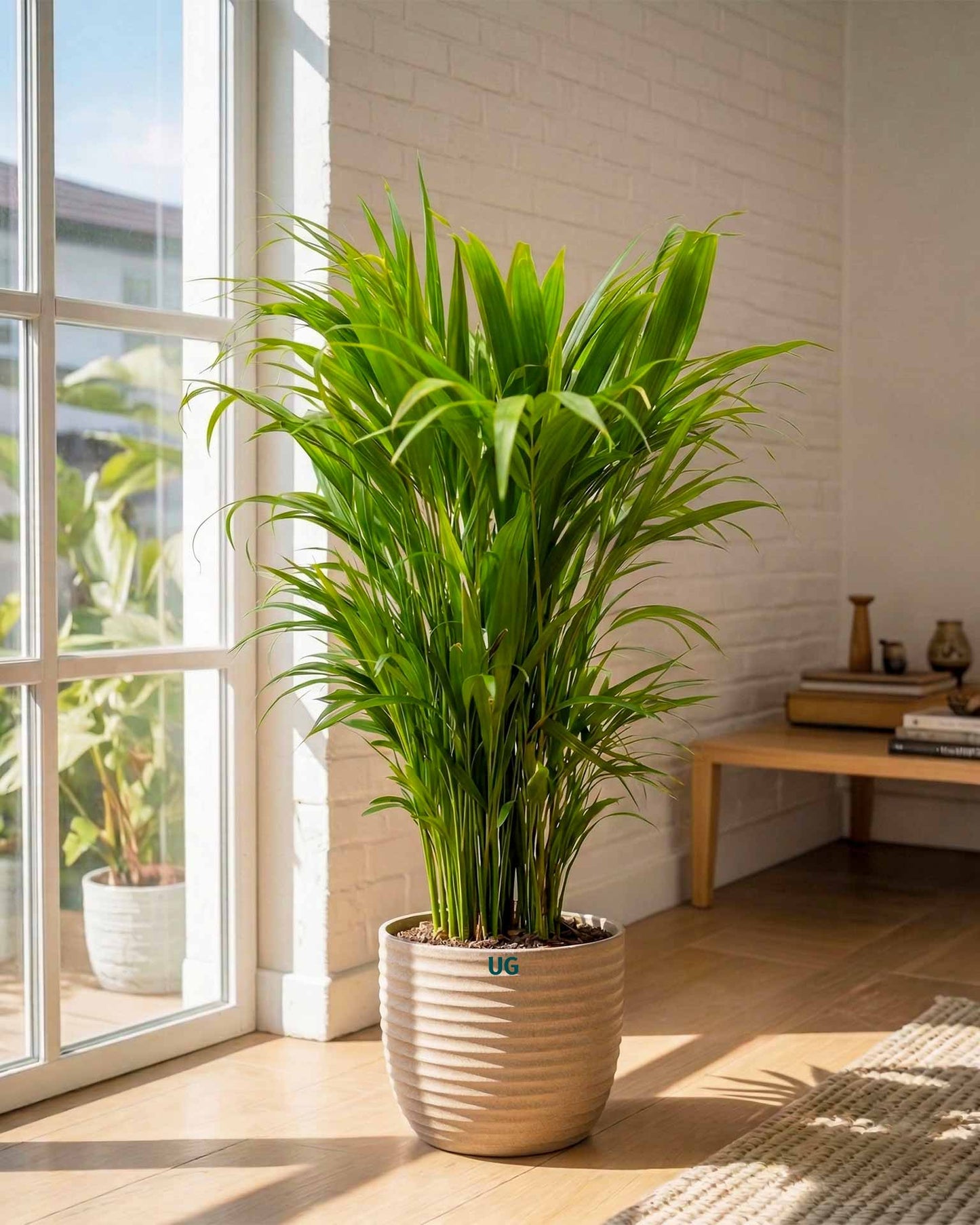 Areca Palm Plant