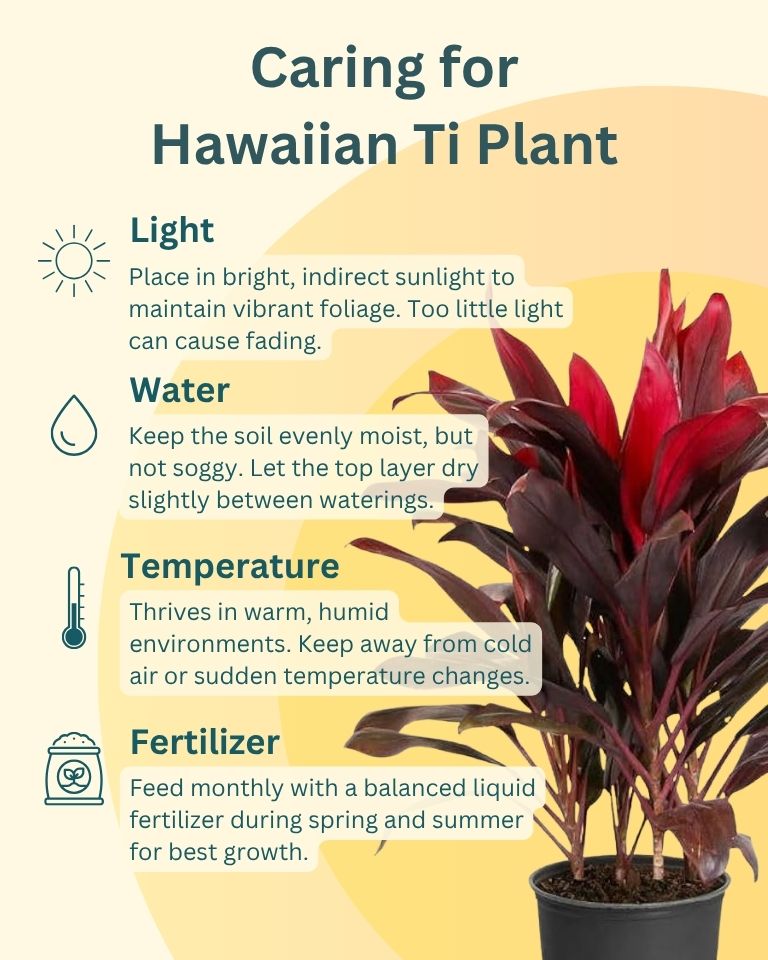 Hwaiian Ti Plant (Cordyline fruticosa) in white plastic pot
