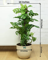 Broken Heart / Monstera Adansonii Plant with Moss Stick in Textured Eco Planter