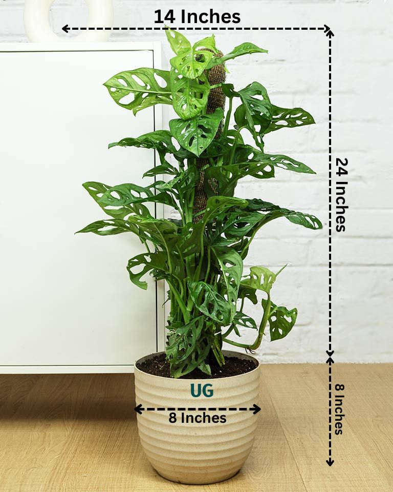 Broken Heart / Monstera Adansonii Plant with Moss Stick in Textured Eco Planter