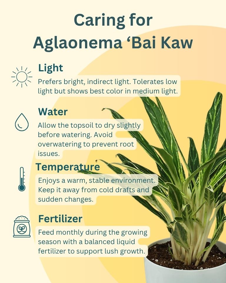 Aglaonema Bai Kaw in White Pot