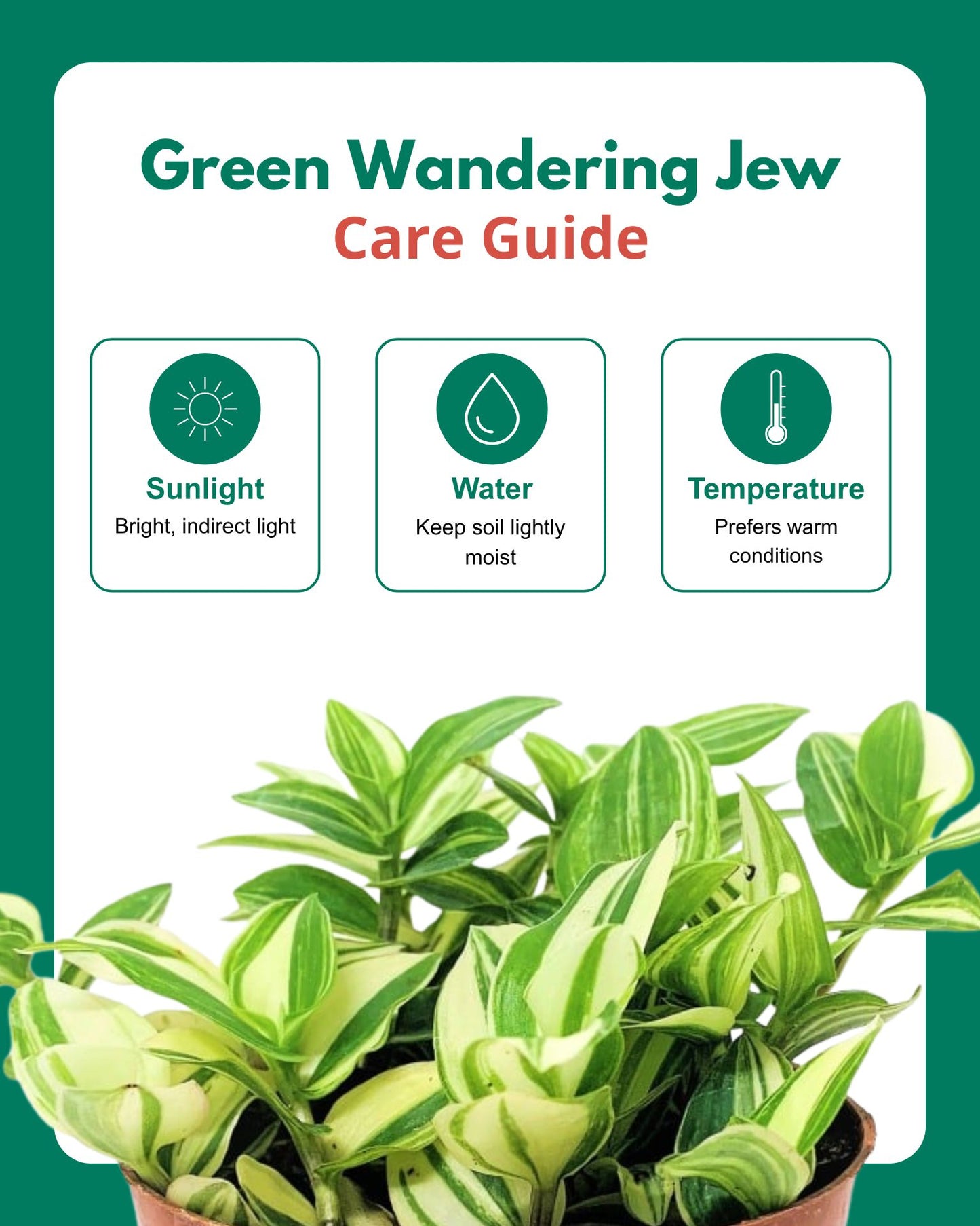 Variegated Inch Plant