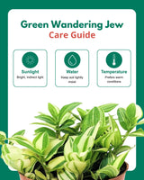 Variegated Inch Plant