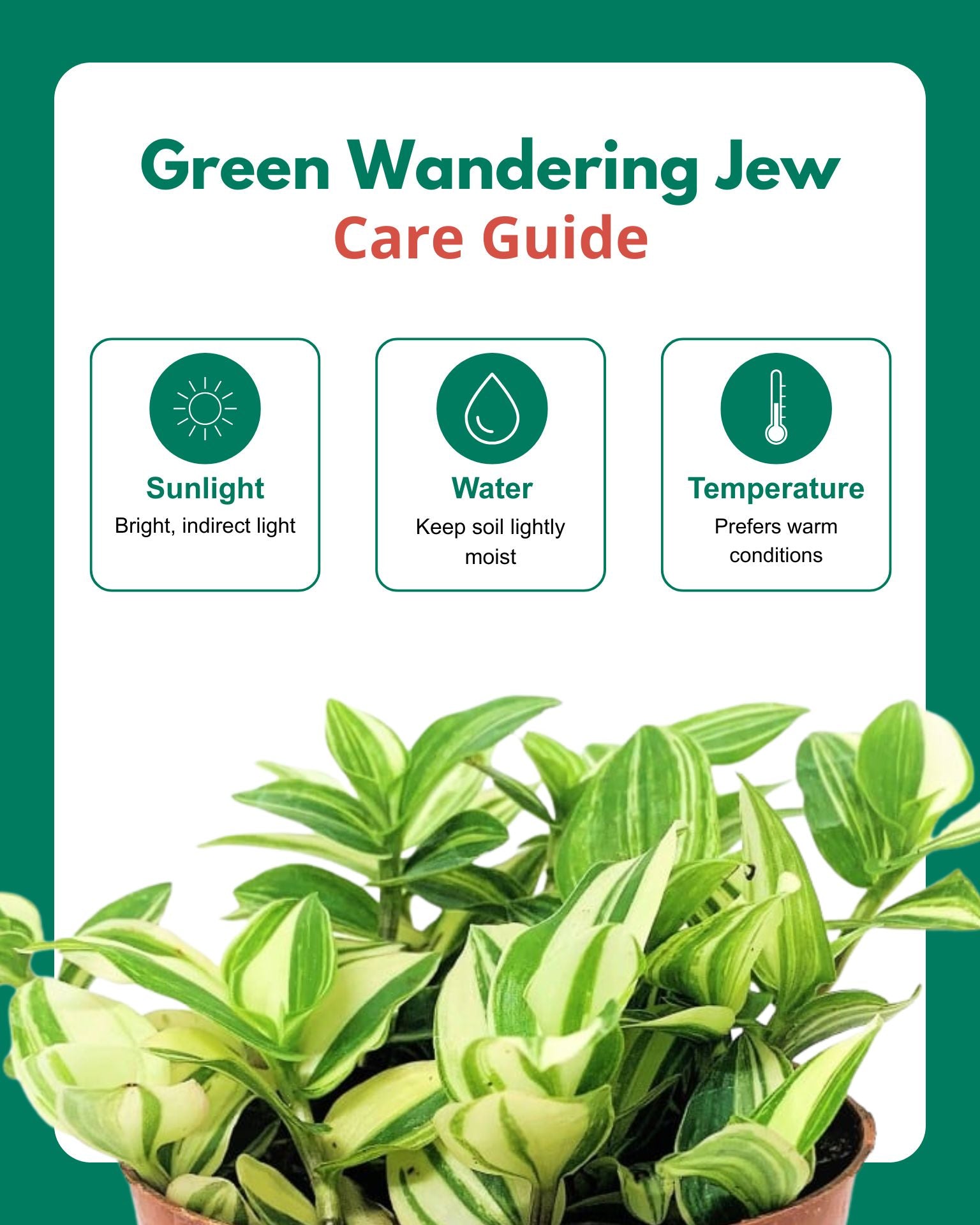 Variegated Inch Plant