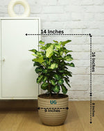 Shield Aralia Plant in an 8" eco-planter