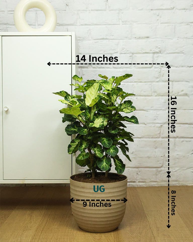 Shield Aralia Plant in an 8" eco-planter