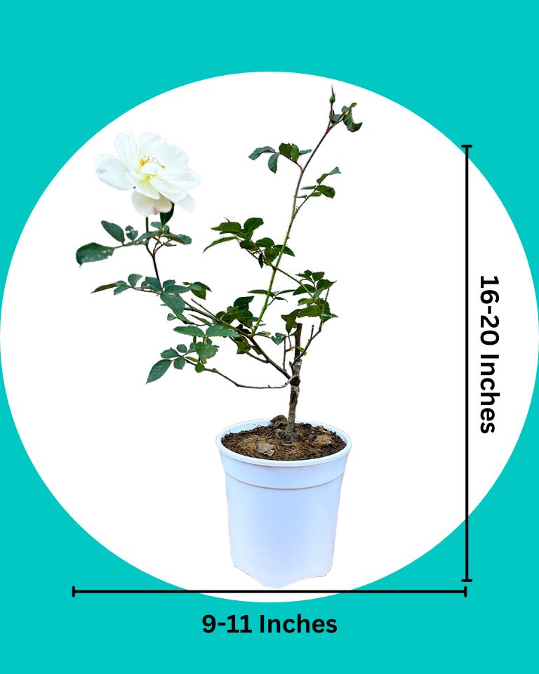 Rose (Iceberg) Plant