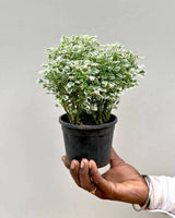 Aralia Variegated Plant