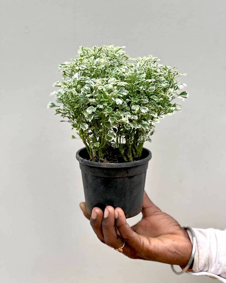 Aralia Variegated Plant