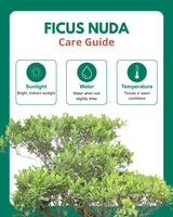 Ficus Nuda Bonsai