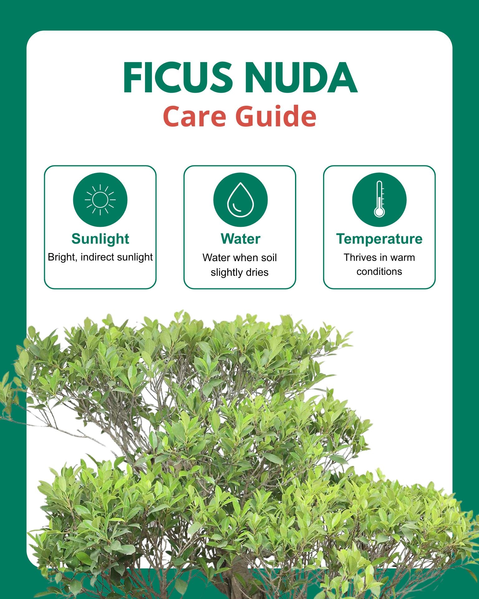 Ficus Nuda Bonsai