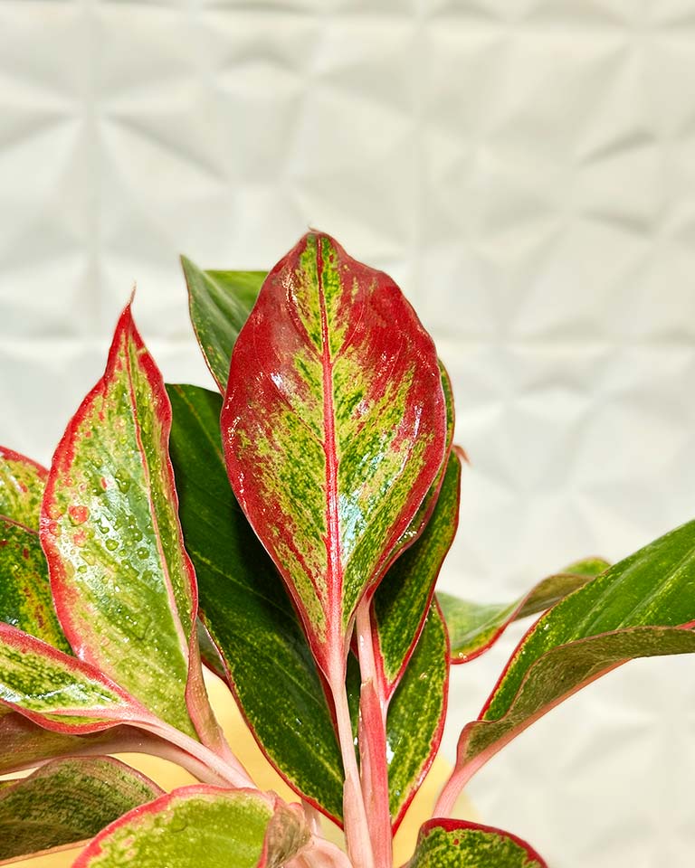 Kokedama Plant