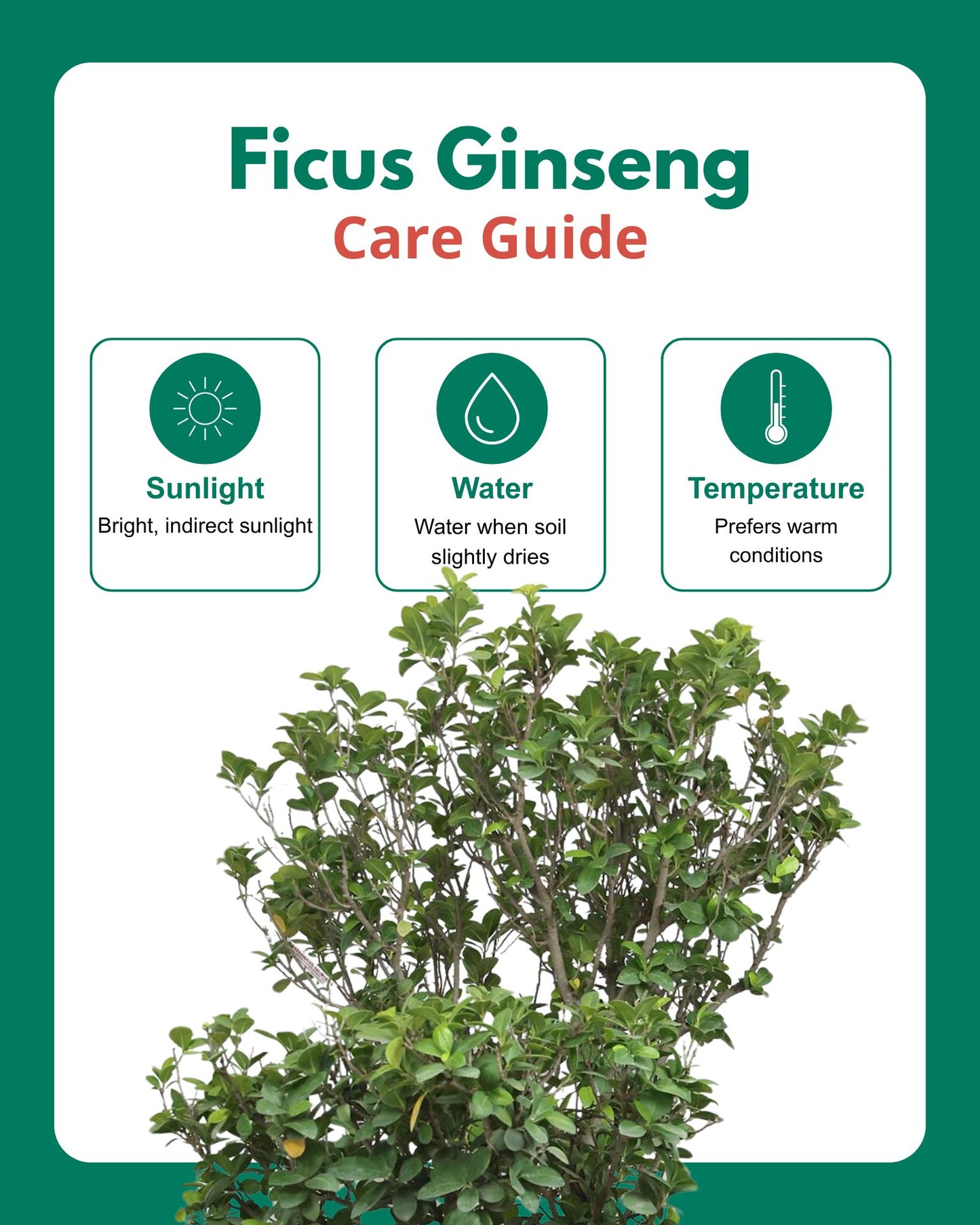 Ficus Ginseng Bonsai
