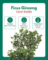 Ficus Ginseng Bonsai
