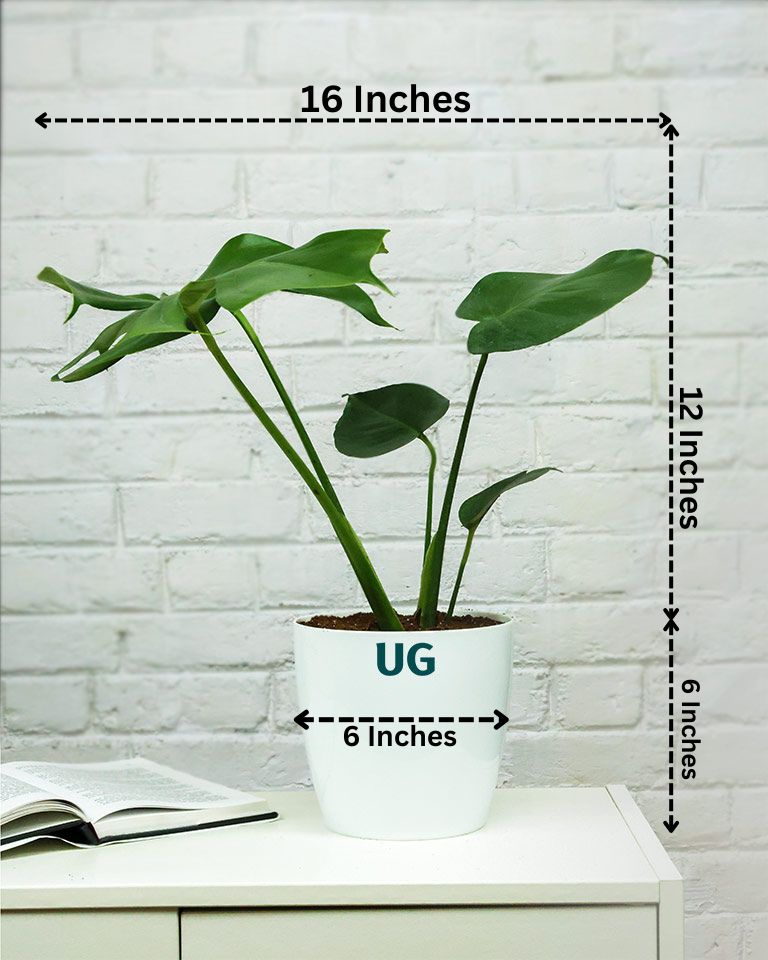 Monstera Plant