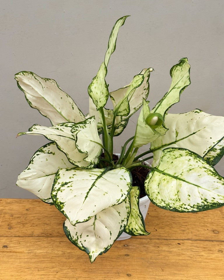Aglaonema Super White Plant