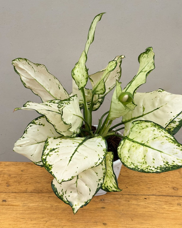 Buy Aglaonema Plant Online