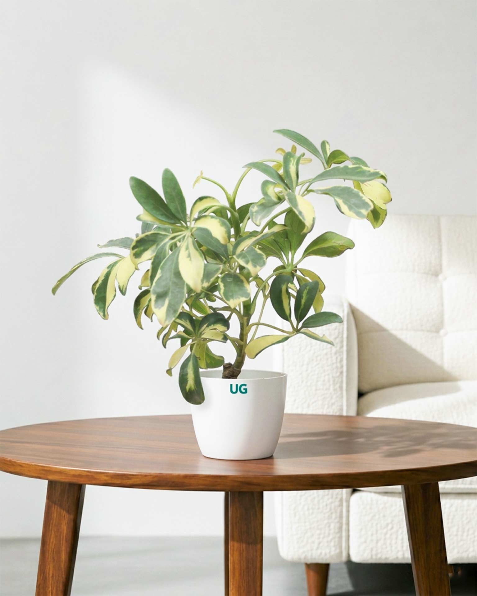 Schefflera Variegated