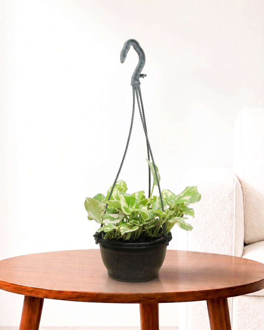 N’Joy Money Plant in Hanging Basket