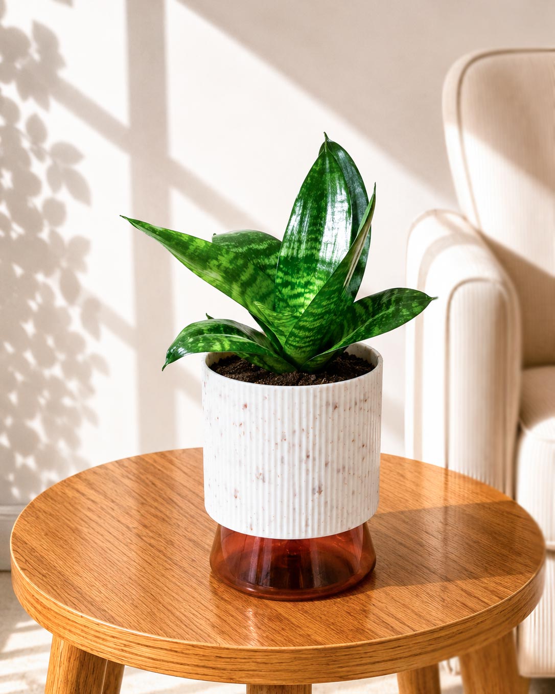 Sansevieria Snake Plant