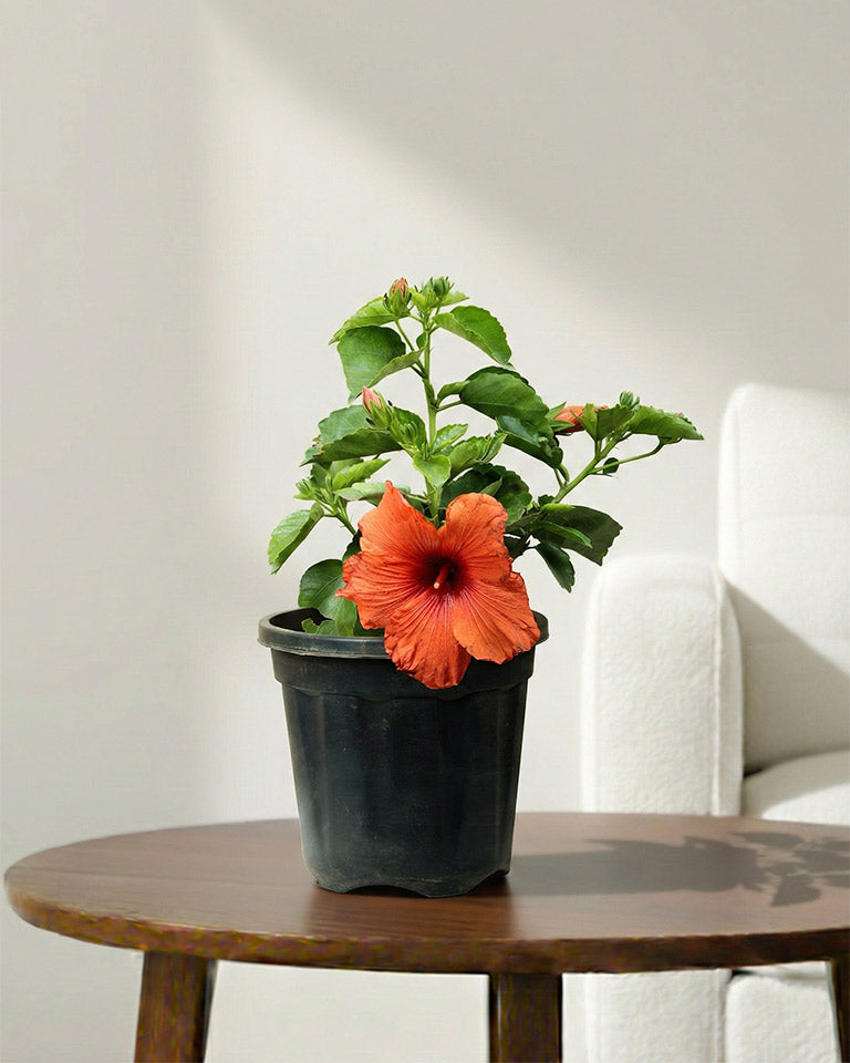 Hibiscus Plant