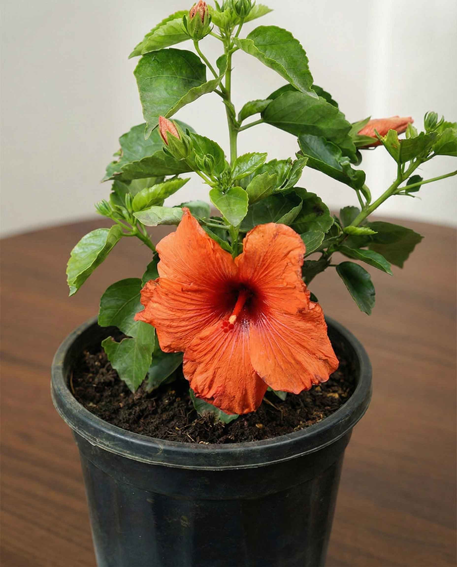Hibiscus Plant