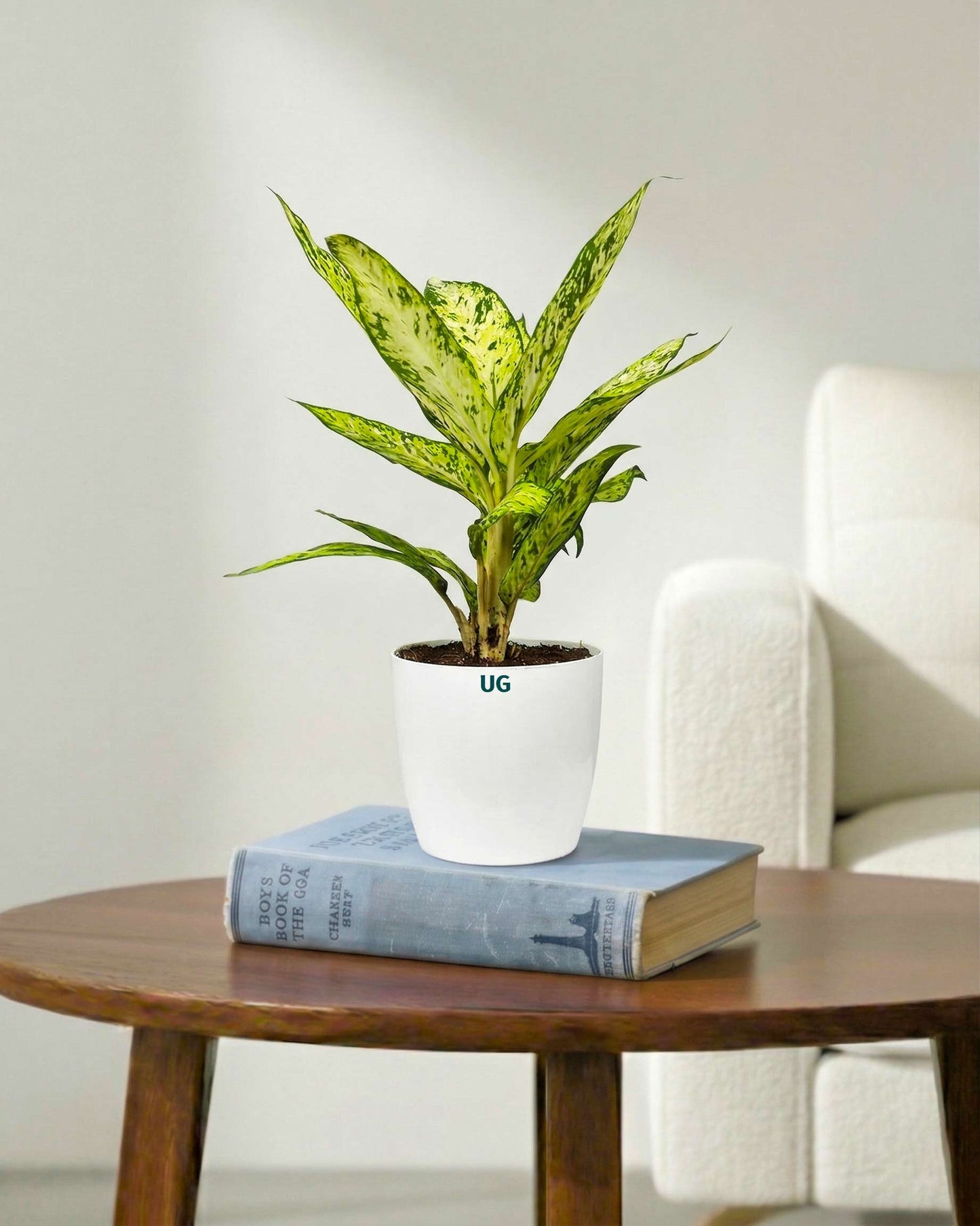 Dieffenbachia Sparkles Plant