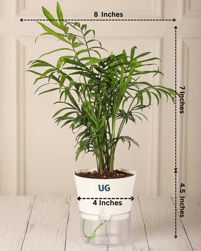 Chamaedorea Palm