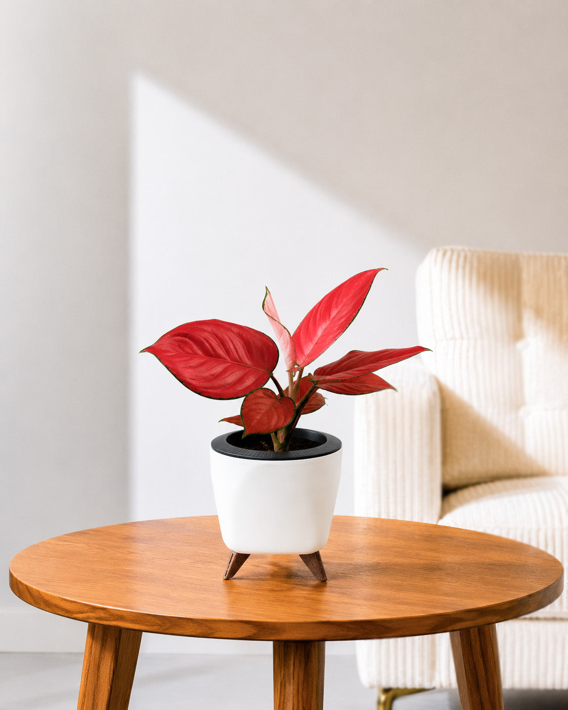 Aglaonema Red Valentine in Self Watering Planter