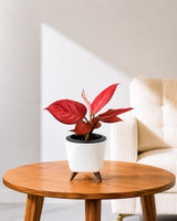 Aglaonema Red Valentine in Self Watering Planter