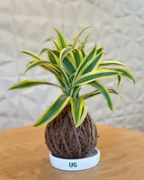 Kokedama Plant