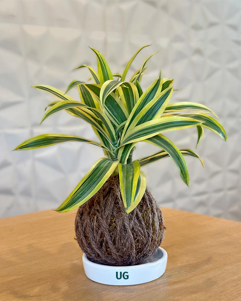 Kokedama Plant