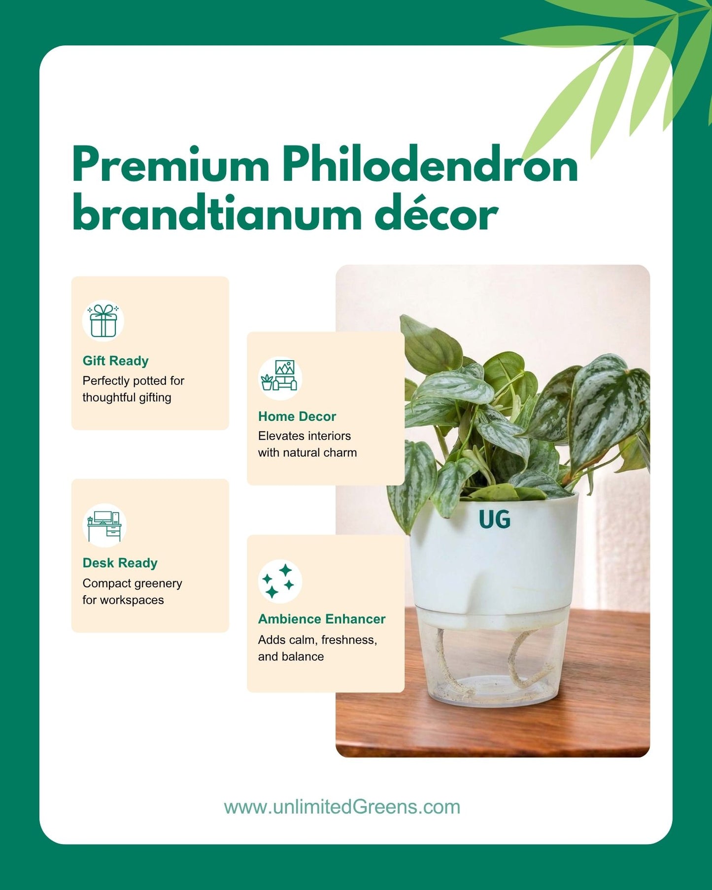 Philodendron brandtianum