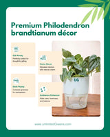 Philodendron brandtianum