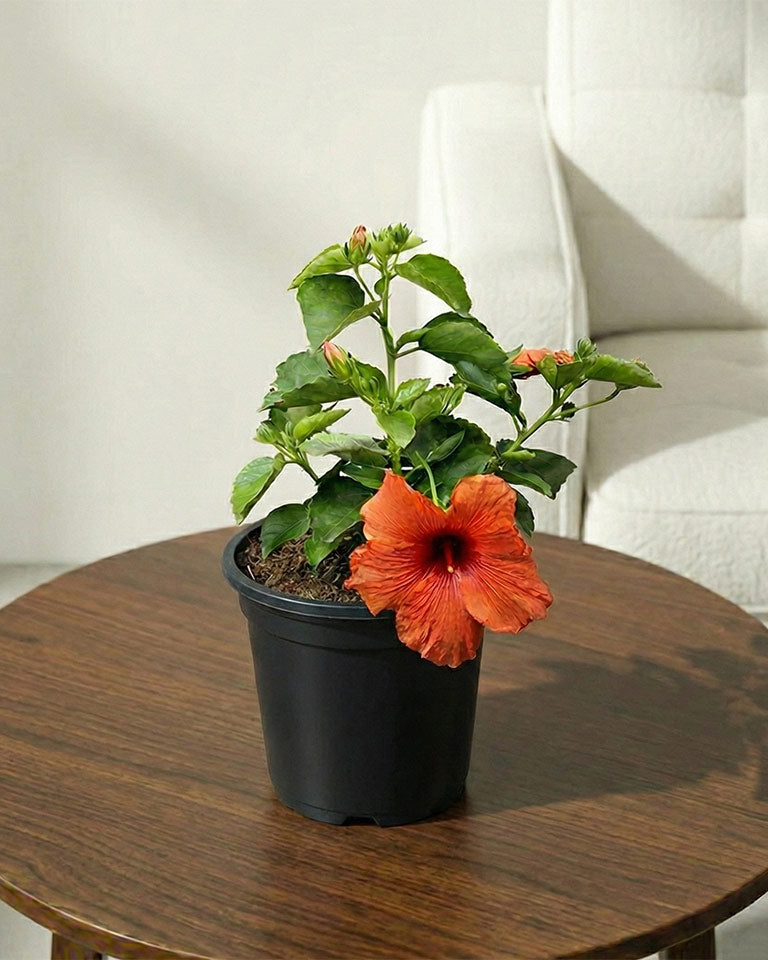 Hibiscus Plant
