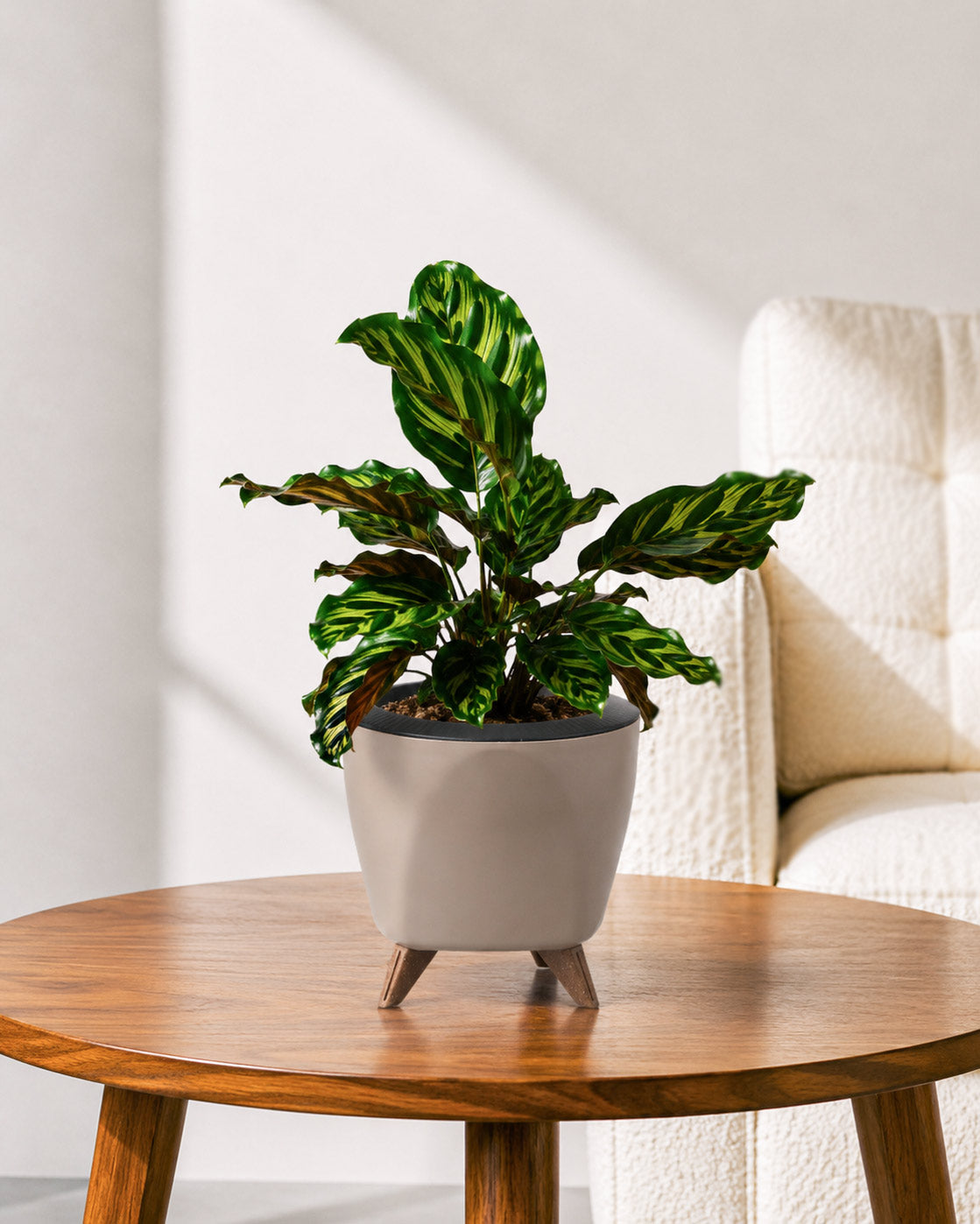 Calathea Peacock