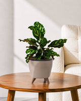 Calathea Peacock