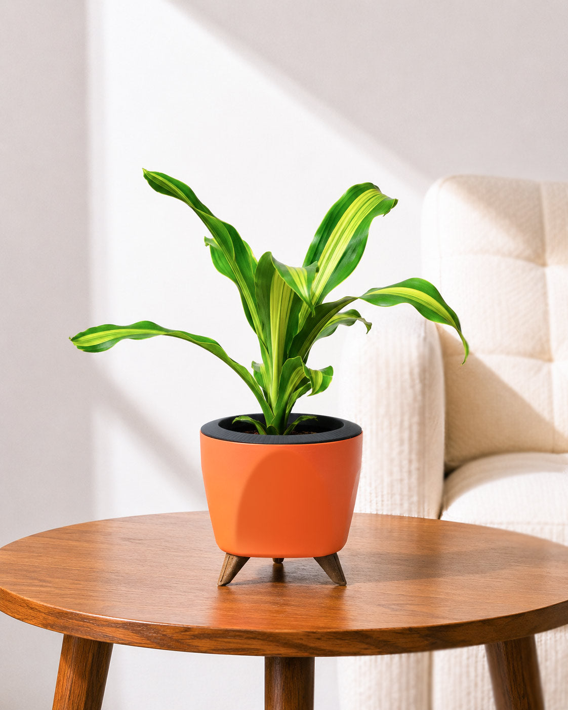 Dracaena Fragrans