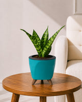 Snake Plant in Self-Watering Planter