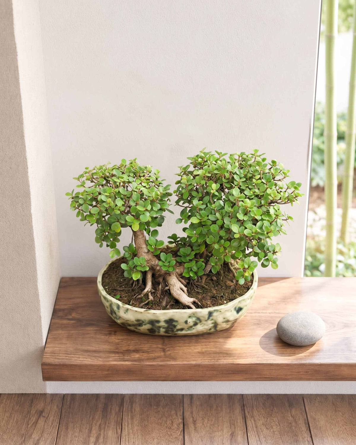Ficus Long-Island Bonsai